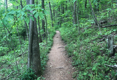 A narrow dirt path winding through a lush green forest with tall trees and ferns on either side.