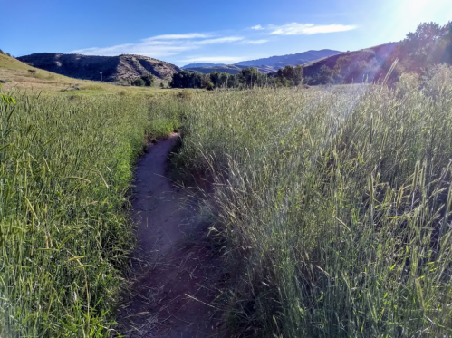 A winding dirt path through tall grass, surrounded by rolling hills and a clear blue sky.