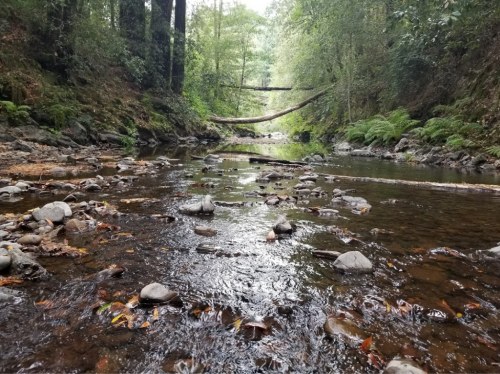 A serene river flows through a forested area, with rocks and fallen logs visible along the banks.