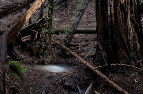 A serene forest scene with fallen trees, lush undergrowth, and a small pool of water surrounded by redwood trees.