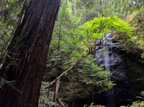 A serene forest scene featuring a waterfall cascading down rocky terrain, surrounded by lush green trees.