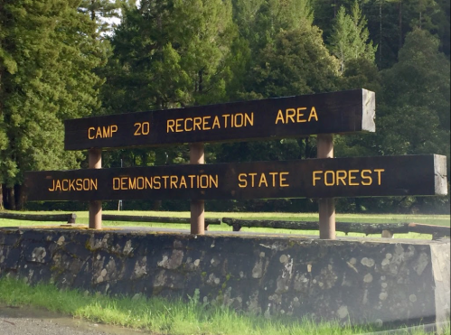 Sign for Camp 20 Recreation Area at Jackson Demonstration State Forest, surrounded by trees.