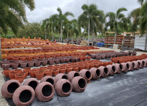 A large outdoor area filled with various clay pots arranged in rows, surrounded by palm trees and shelves of pottery.