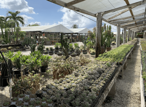 A vibrant plant nursery filled with various succulents and cacti under a clear blue sky.