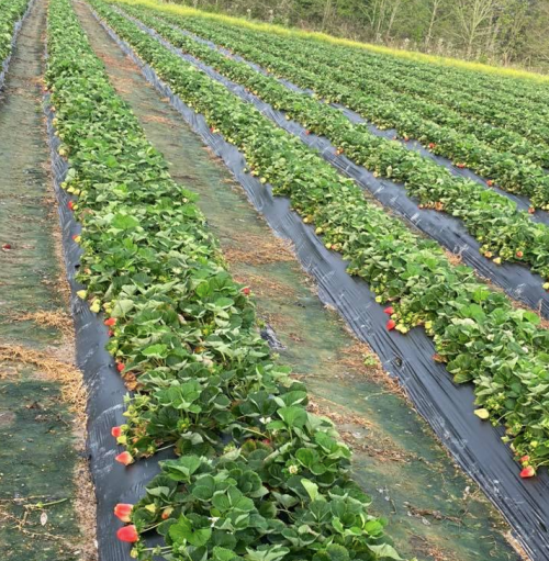 Rows of lush green strawberry plants with ripe red strawberries, set against a backdrop of trees and open fields.
