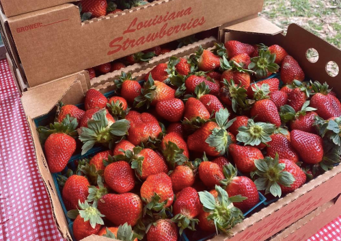 Boxes filled with fresh Louisiana strawberries, vibrant red and green, arranged on a checkered tablecloth.