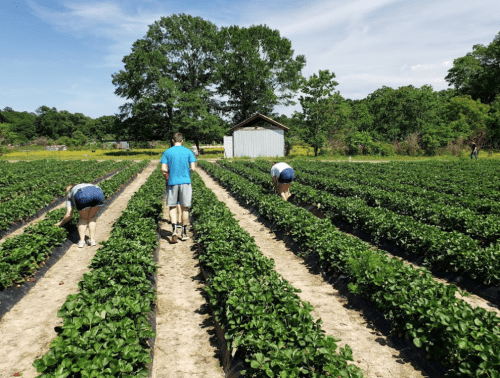 Three people picking strawberries in a sunny field, with rows of green plants and a shed in the background.