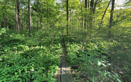 A wooden path through lush green foliage in a dense forest, surrounded by trees and vibrant plants.