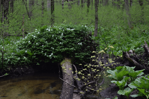 A lush green forest scene with a small stream, fallen logs, and blooming white flowers among vibrant foliage.