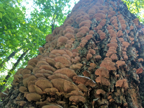 Close-up of a tree trunk covered in clusters of brown mushrooms, surrounded by green foliage and sunlight.