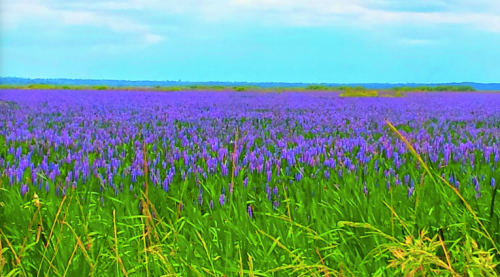 A vast field of vibrant purple flowers stretches under a blue sky, surrounded by green grass and distant land.