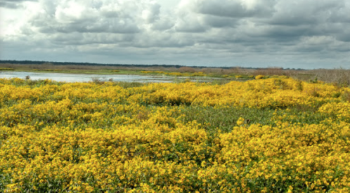 A vibrant field of yellow flowers stretches across a landscape under a cloudy sky, near a calm body of water.