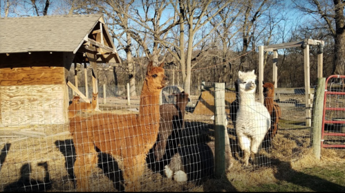 A group of alpacas stands near a wooden barn, surrounded by a fence and trees in a sunny outdoor setting.