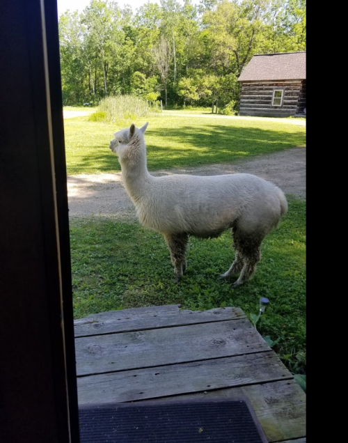 A white alpaca stands on green grass near a wooden cabin, looking away from the camera.