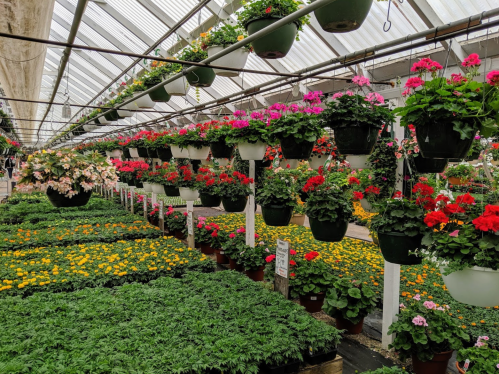 A vibrant greenhouse filled with hanging flower baskets and potted plants in various colors, creating a lush atmosphere.