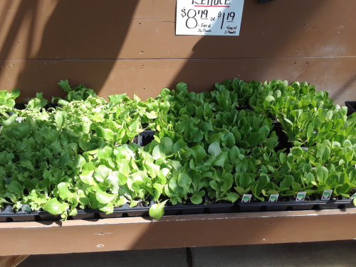 Rows of fresh lettuce seedlings in trays, displayed on a wooden shelf with price tags.