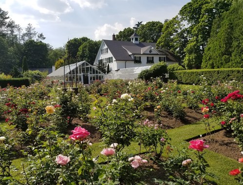 A beautiful garden filled with blooming roses, featuring a white house and greenhouse in the background.