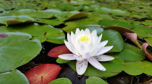 A white water lily blooms among green lily pads and red leaves on a tranquil pond.