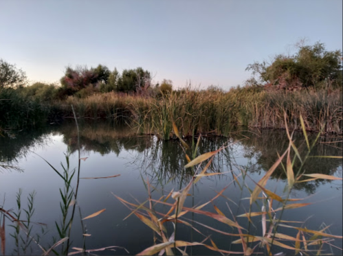 A serene waterway surrounded by tall grasses and trees, reflecting the calm evening sky.