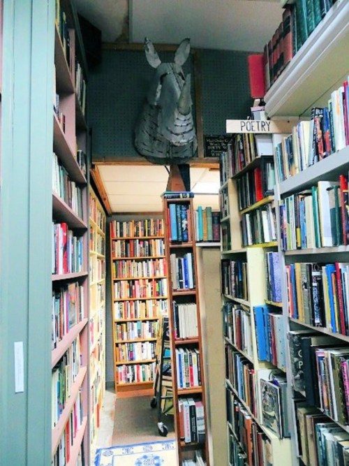 A cozy bookstore aisle lined with bookshelves, featuring a ladder and a horse sculpture on the wall above.