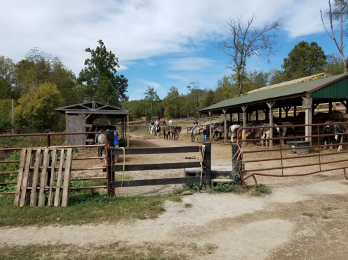 A farm scene with horses in a pen, people interacting, and a barn under a blue sky with scattered clouds.