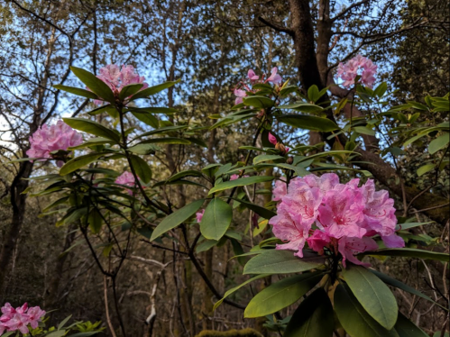 Pink rhododendron flowers bloom among lush green leaves in a forest setting, with trees and a blue sky in the background.