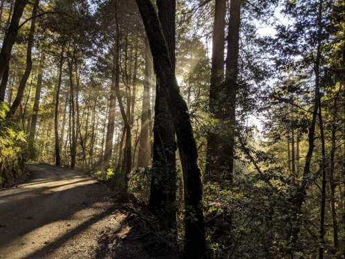 A sunlit forest path with tall trees, dappled light, and shadows creating a serene, natural atmosphere.