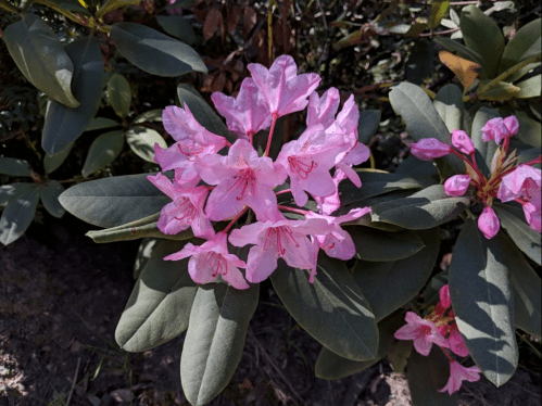 A cluster of pink rhododendron flowers surrounded by green leaves.