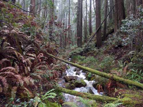 A serene forest scene with a flowing stream, lush ferns, and tall trees, creating a tranquil natural environment.