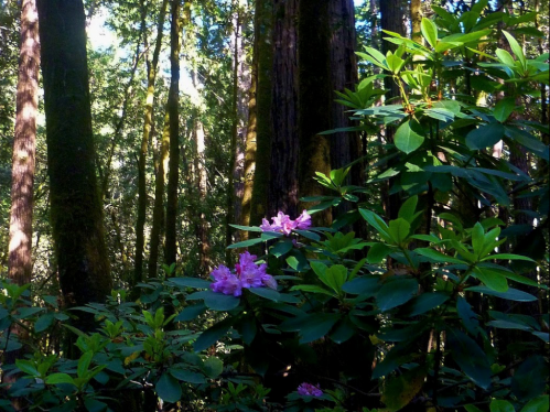 A vibrant cluster of pink rhododendron flowers amidst lush green foliage in a dense forest.