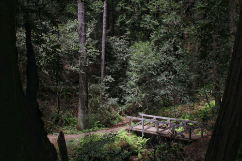 A wooden bridge crosses a path in a dense, green forest with tall trees and lush undergrowth.