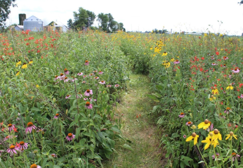 A vibrant field of wildflowers with a narrow path running through, surrounded by greenery and distant farm buildings.