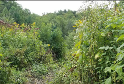 A narrow path through dense greenery and wildflowers, leading into a lush, wooded area.