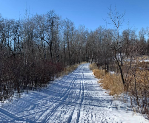 A snowy path winding through a forest with bare trees under a clear blue sky.