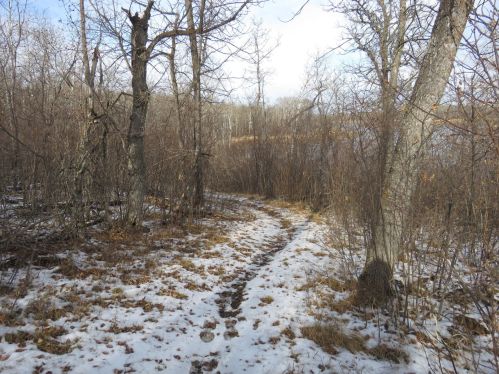 A snowy path winding through a sparse forest with bare trees and scattered underbrush.