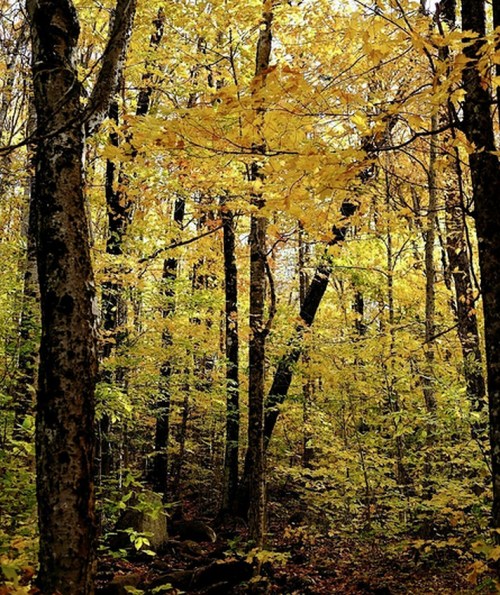 A dense forest with tall trees adorned in vibrant yellow leaves, creating a warm, autumnal atmosphere.