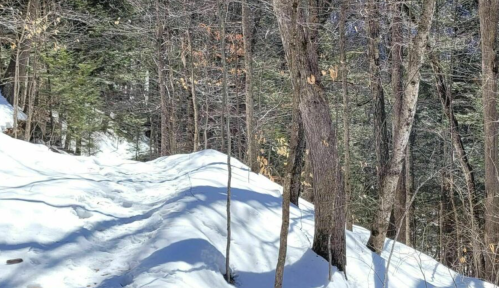 A snowy trail winding through a forest with bare trees and patches of sunlight filtering through the branches.