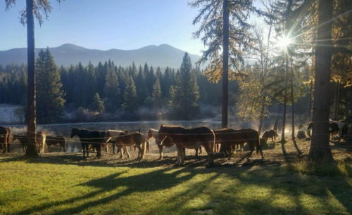 Horses grazing by a misty lake, surrounded by trees and mountains, with sunlight filtering through the branches.