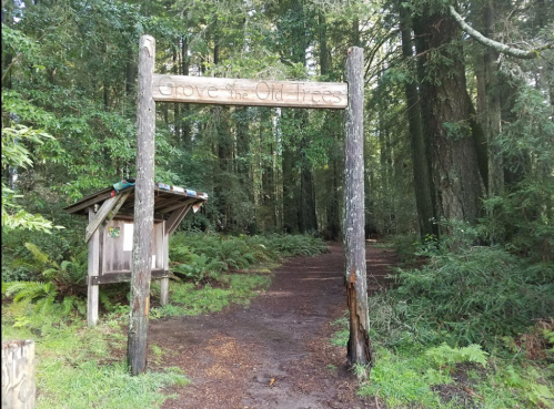 Sign reading "Grove of the Old Trees" at the entrance to a lush, green forest path surrounded by tall trees.
