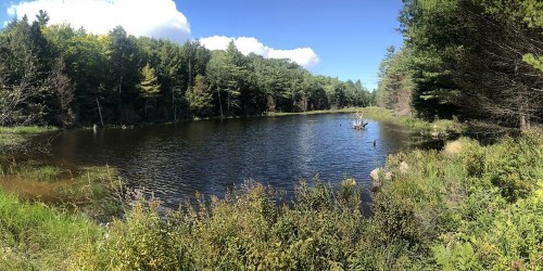 A serene pond surrounded by lush greenery and trees under a clear blue sky with fluffy clouds.