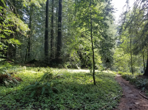 A serene forest scene with tall trees, lush greenery, and a winding path illuminated by soft sunlight.