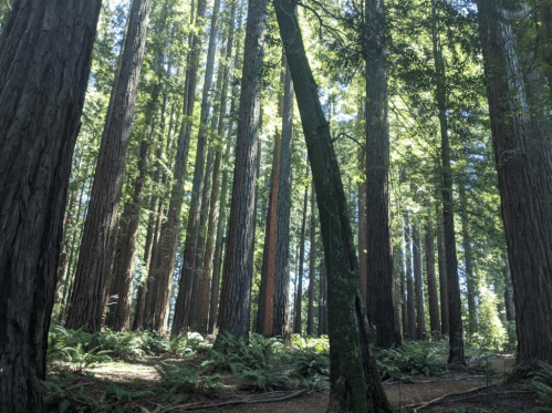 Tall redwood trees tower over a lush forest floor, dappled sunlight filtering through the leaves.