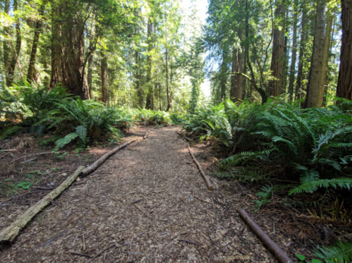 A serene forest path surrounded by tall trees and lush ferns, dappled sunlight filtering through the leaves.