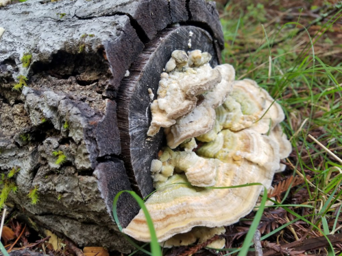 A close-up of a tree stump with colorful fungi growing on its side, surrounded by green grass and pine needles.