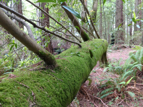 A moss-covered fallen tree trunk in a lush forest, surrounded by greenery and ferns.