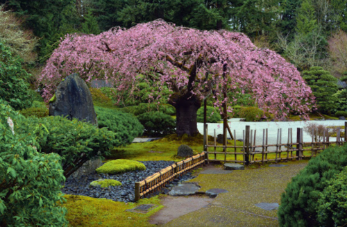 A serene garden featuring a blooming cherry blossom tree, lush greenery, and a stone pathway.