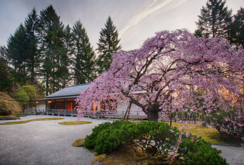 A serene garden scene featuring a blooming cherry blossom tree in front of a traditional building and tall evergreen trees.
