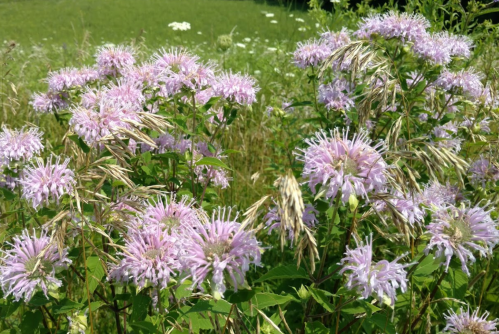 A cluster of light purple flowers surrounded by green grass and other wildflowers in a sunny field.