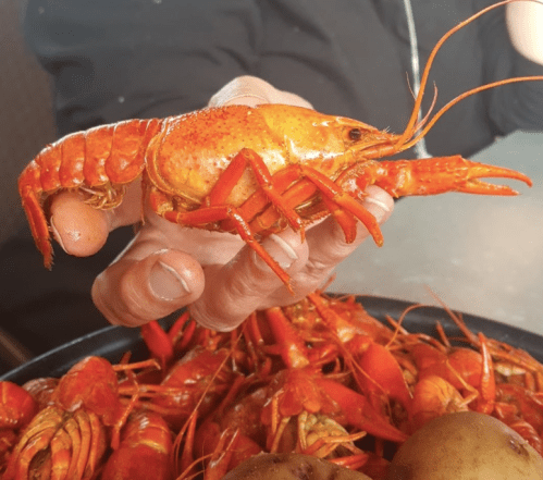 A hand holding a bright orange crawfish above a pile of crawfish and potatoes.