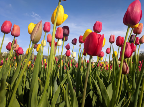 A vibrant field of tulips in various colors under a clear blue sky.
